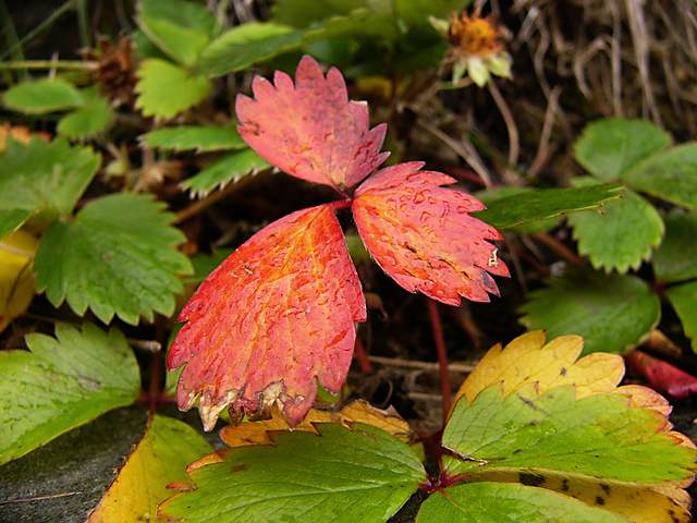 Plants on a rainy day. Sitka is located in the Tongass rain forest, and gets about 95 inches of rain per year. I was very fortunate to hit town on a weekend that had one gorgeously clear and dry day.