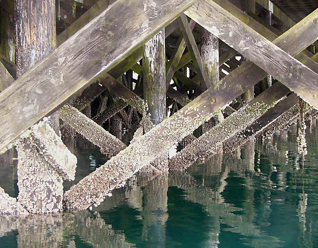 Beneath a pier in Crescent Harbor