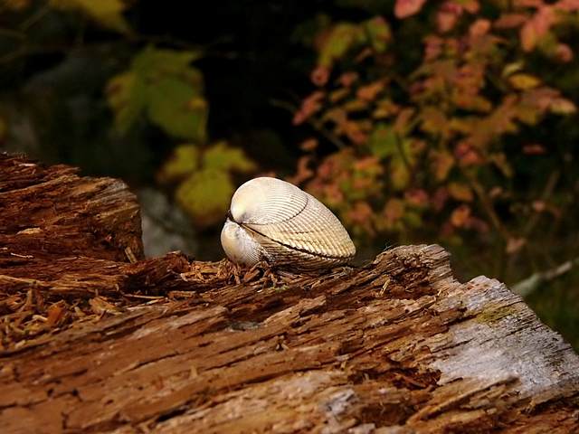 High and dry clam.