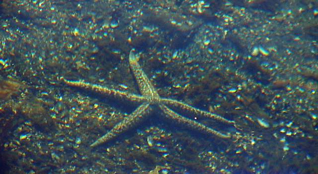 Starfish, as seen from a pier.