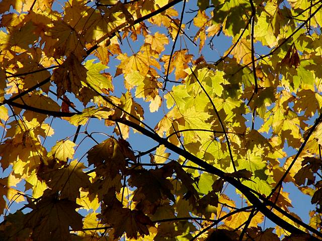 Autumn leaves