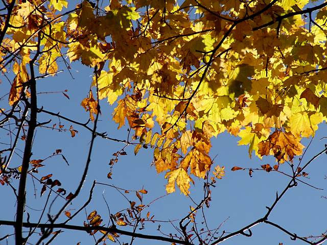 Autumn leaves