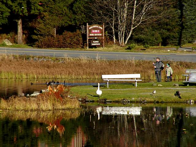 Looking east across Swan Lake