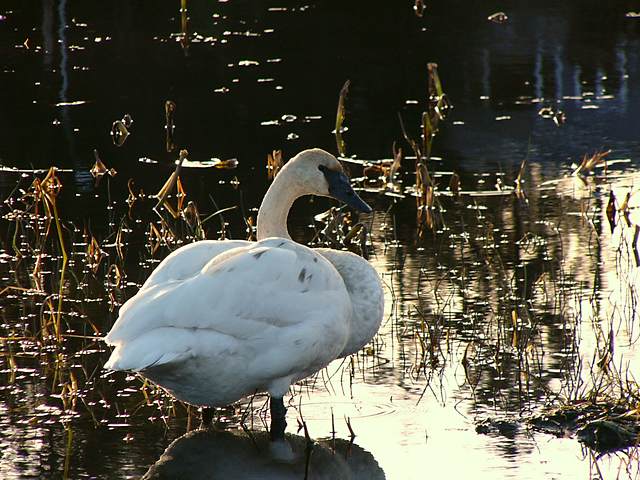 Swan