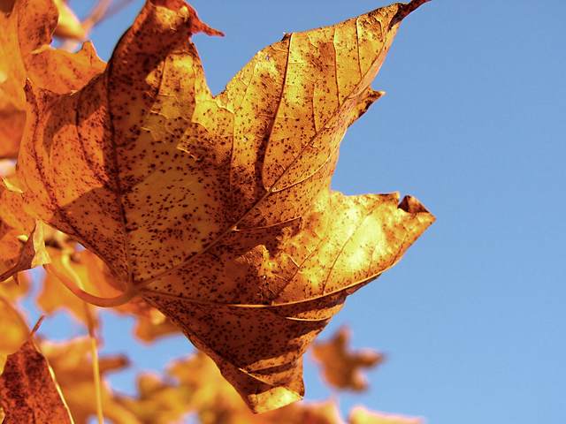 Autumn leaves